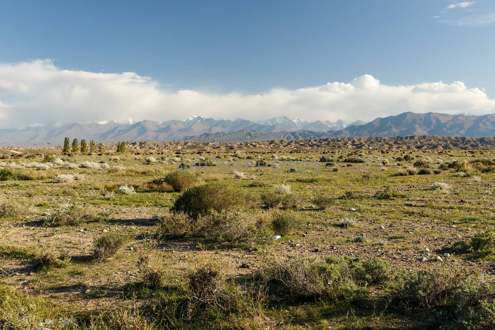 pasture in the mountains, Kyrgyzstan, Issyk-Kul Region