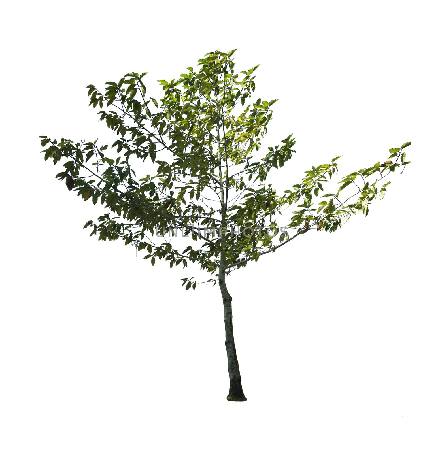 Trees isolated on white background