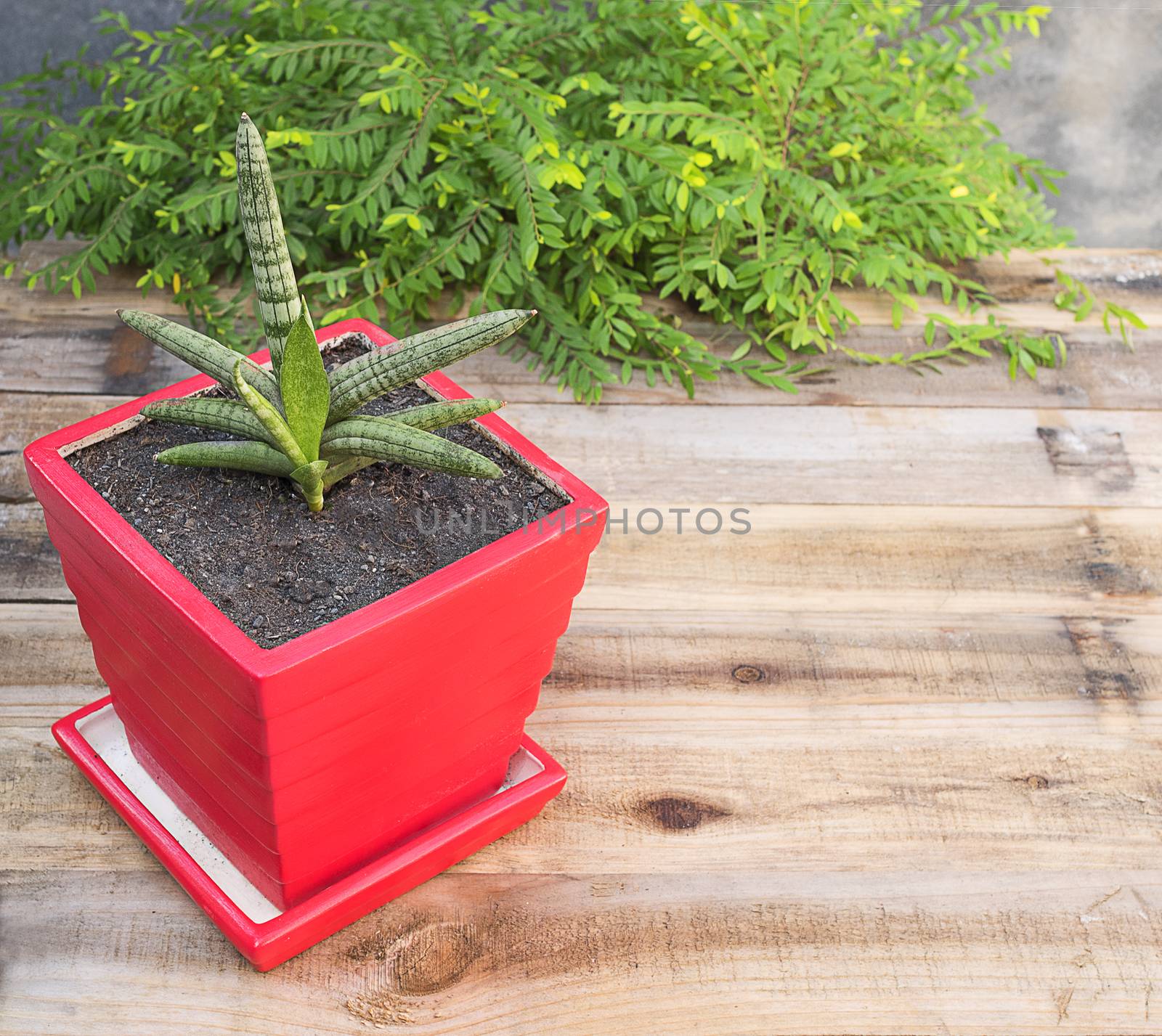 Littile tree in red pod on wood table 