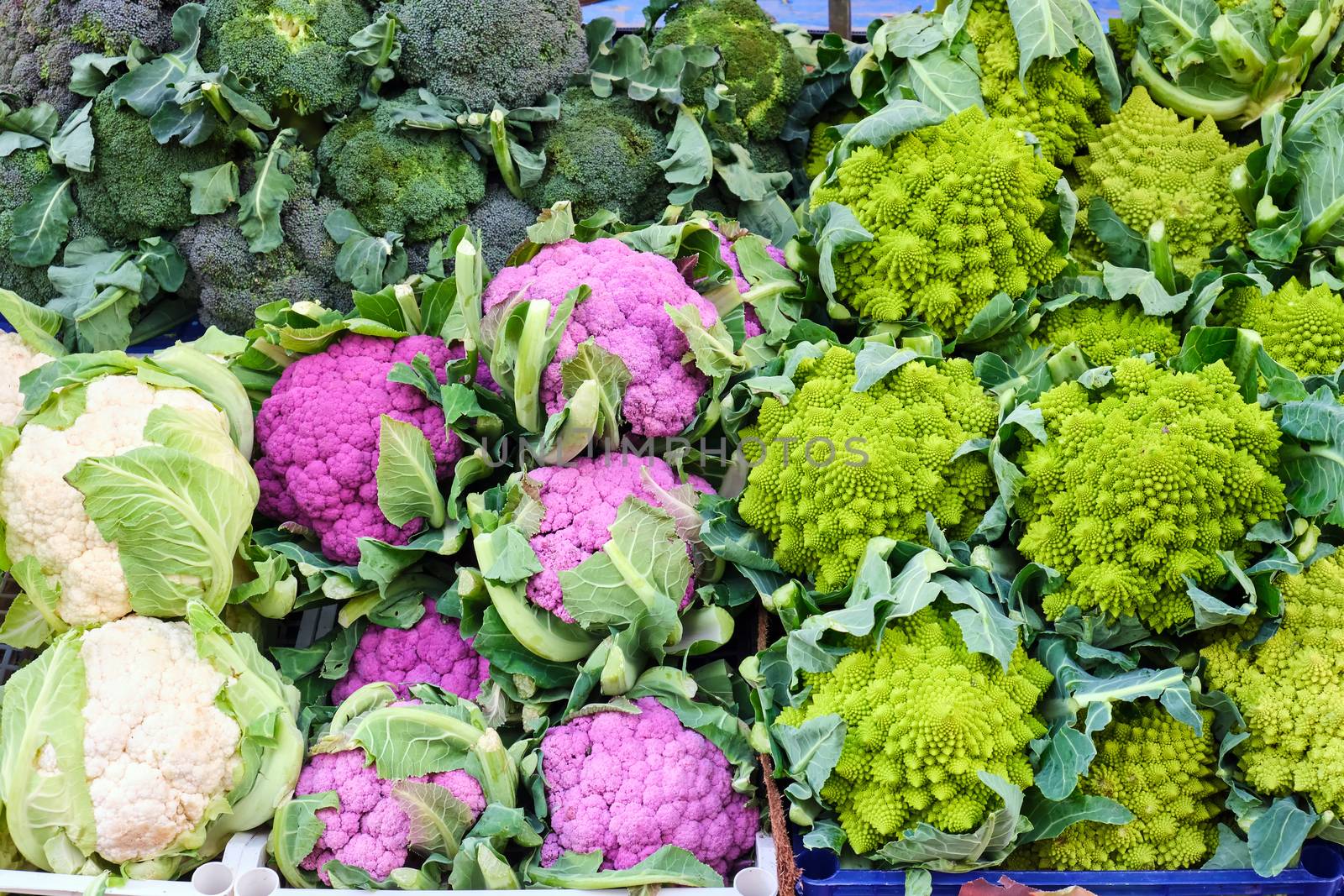 Different kinds of cauliflower and broccoli by elxeneize