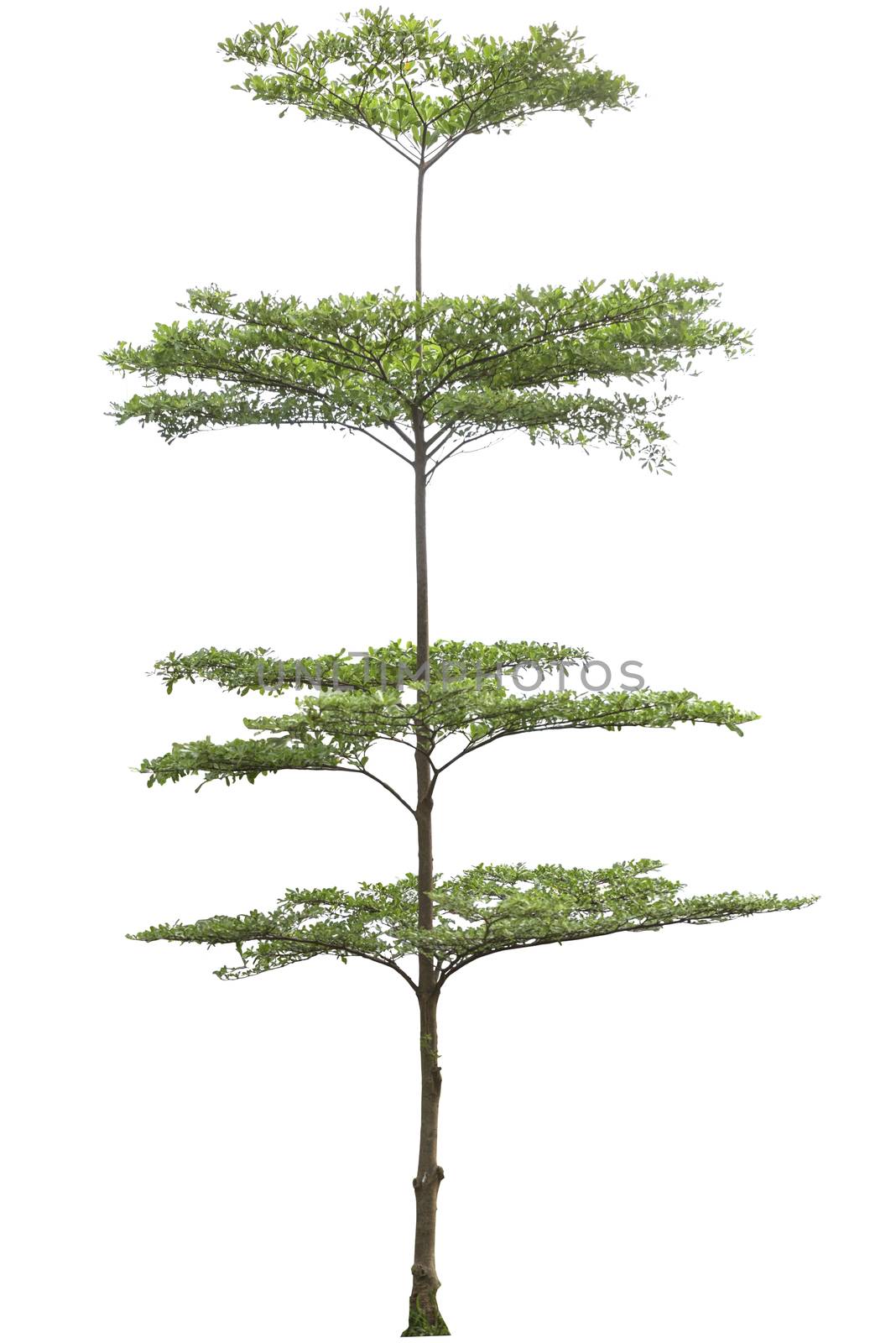 Terminalia ivorensis tree isolated on white bakcground, clipping path
