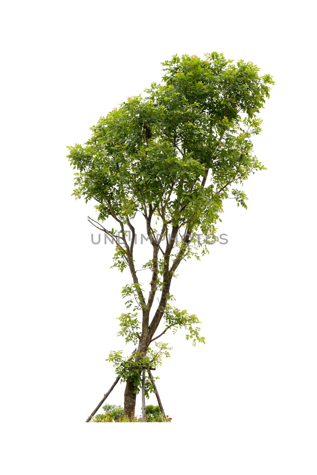 Tree with grass isolated