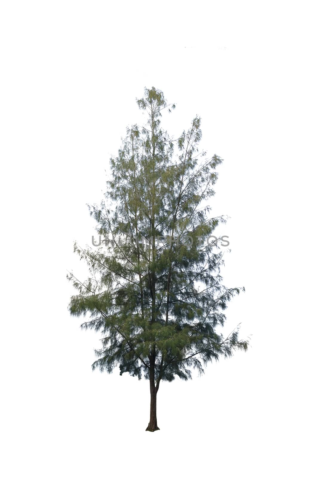 Pine tree or Pinus isolated on white background