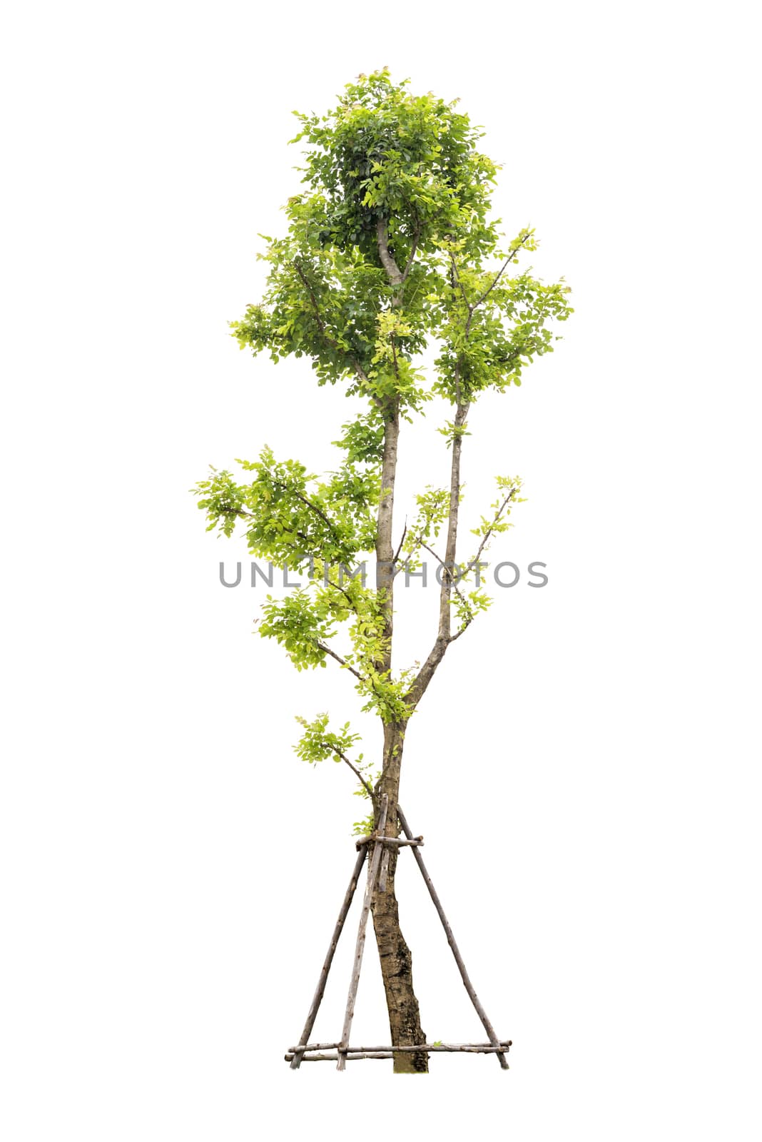 Trees isolated on white background with Clipping path