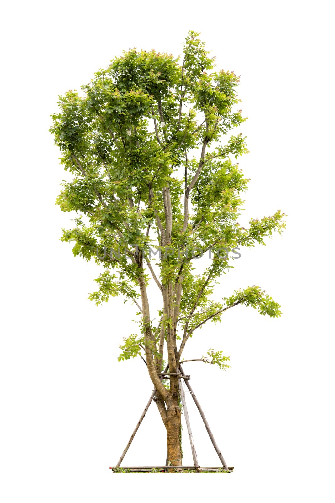 Trees isolated on white background, Clipping path
