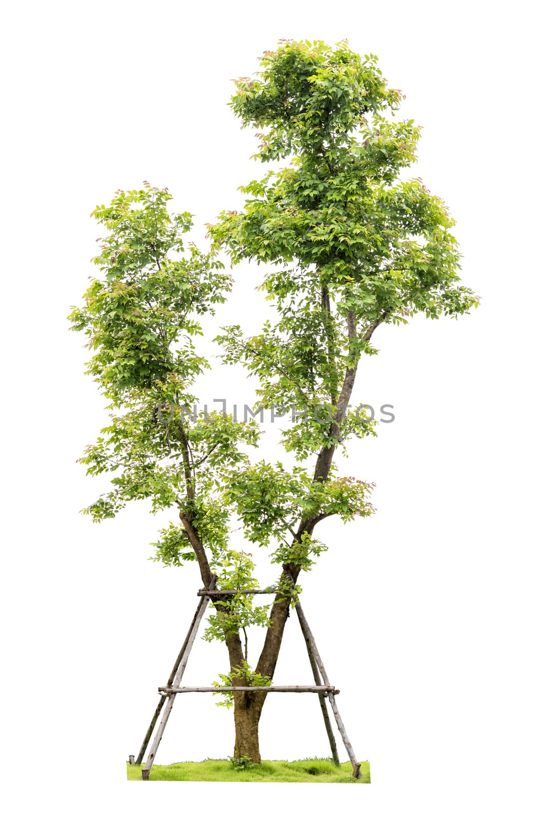 Trees isolated on white background, Clipping path