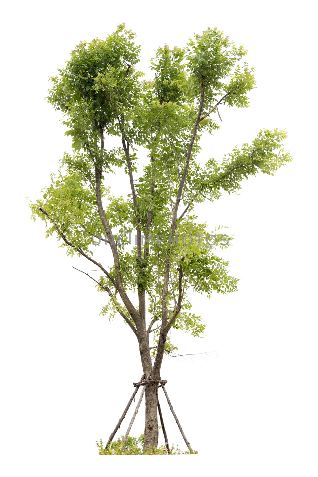 Trees isolated on white background, Clipping path