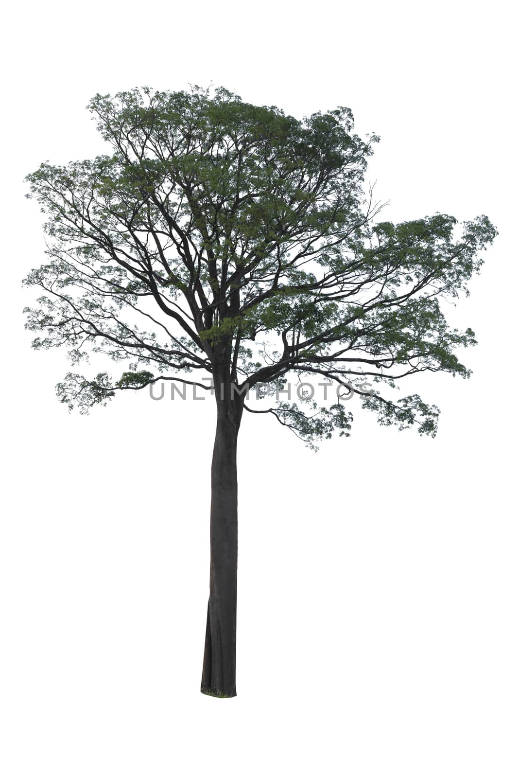 Trees isolated on white background, Clipping path