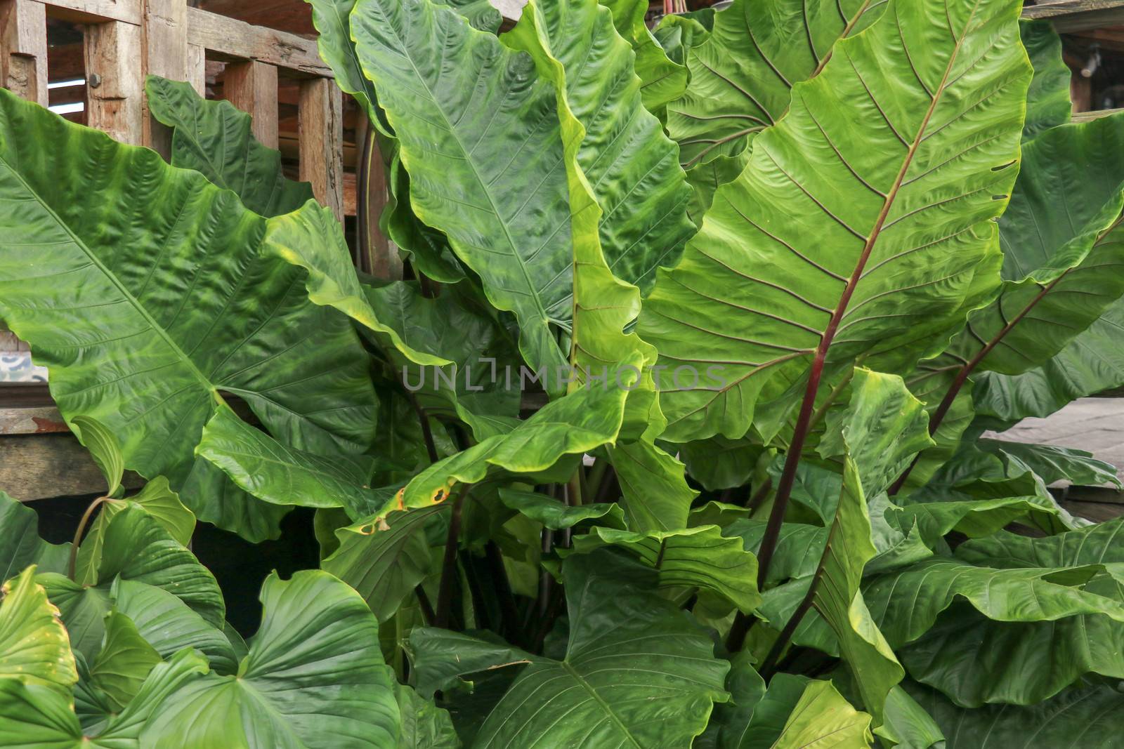 Full frame shoot Alocasia macrorrhizos or Giant Taro or giant alocasia is a species of flowering plant in the arum family Araceae, that it is native to rainforests from Bali, Indonesia.