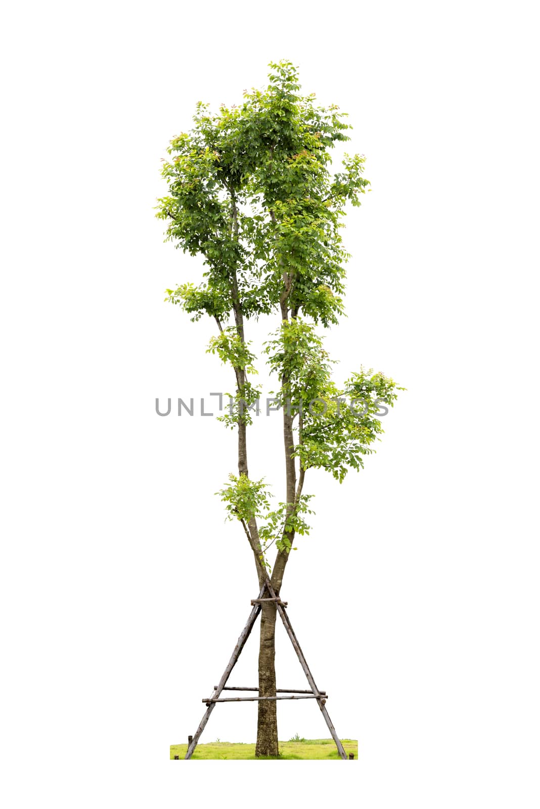 Trees isolated on white background with Clipping path
