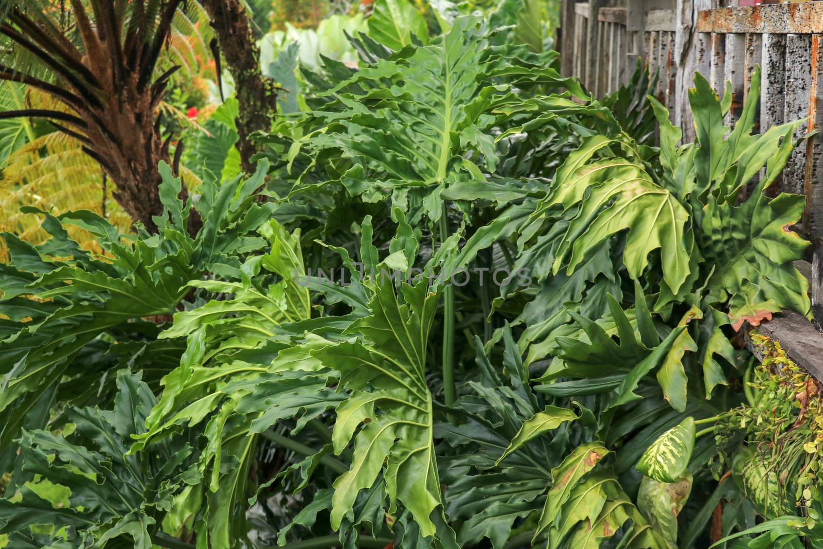 Green leaves of Philodendron Bipinnatifidum, selloum is evergreen tropical ornamental plants for garden. Colorful of dark green leaves textures, which the leaf is deep wavy shape look like feathery.