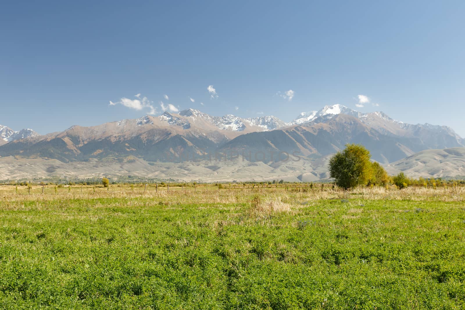 green pastures against the backdrop of snowy mountains near Lake Issyk-Kul, Kyrgyzstan