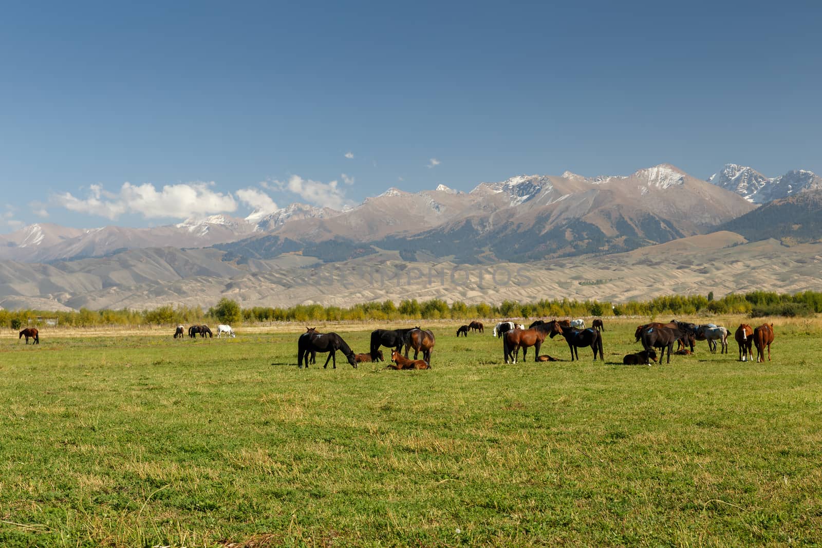 pasture in the mountains, horses graze in a green meadow on a background of mountains