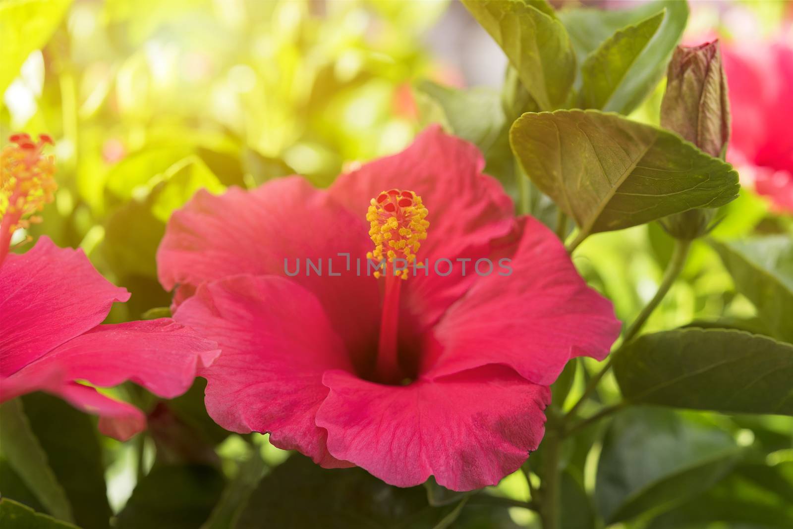 Red Hibiscus Flower