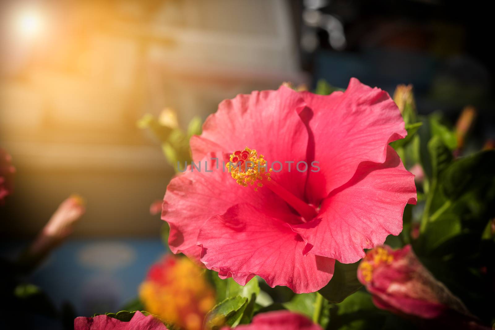 Red Hibiscus Flower