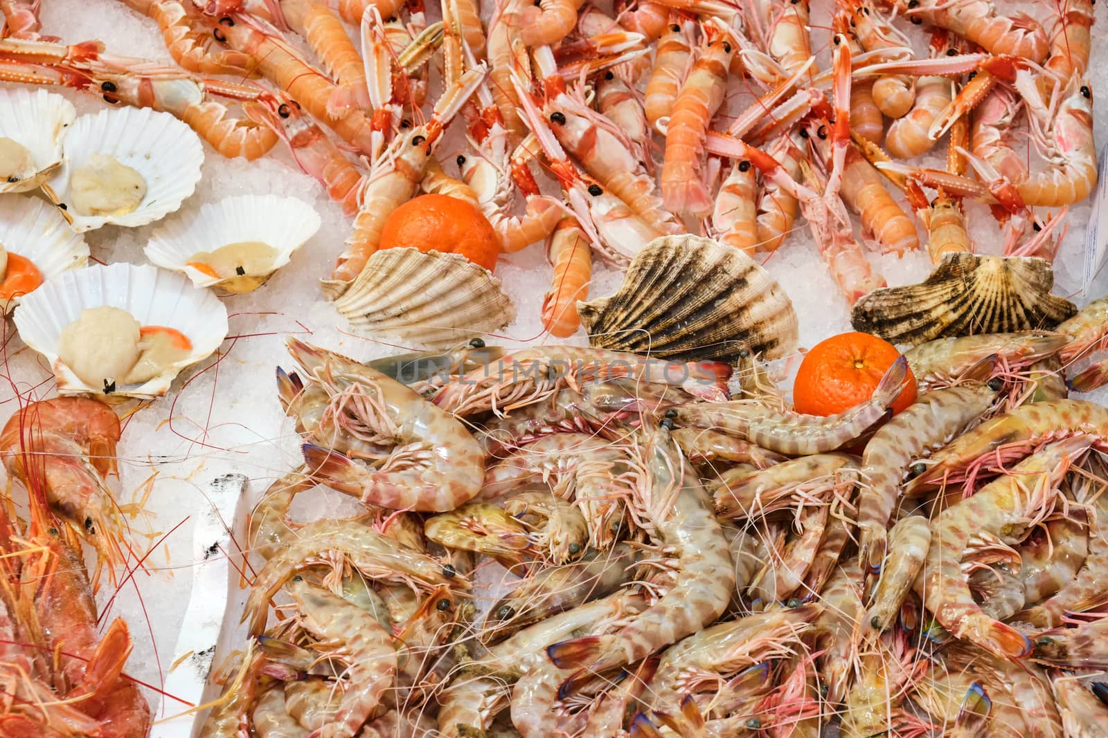 Shrimps and prawns for sale by elxeneize