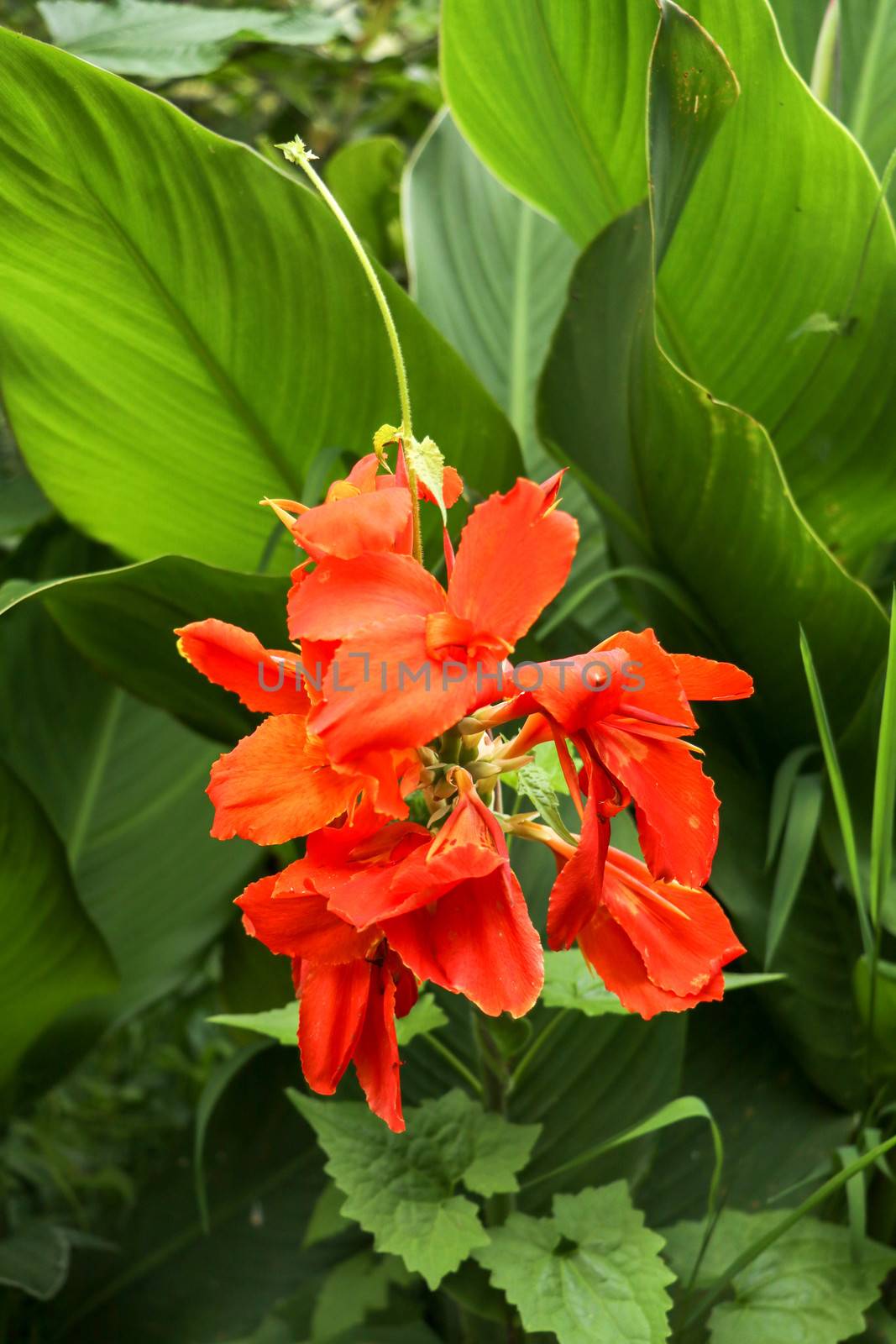 Artistic portrait photo of a orange Canna Indica flower with dark blurry background. Closeup shot of Canna lily or African arrowroot or Edible canna or Purple arrowroot or Sierra Leone arrowroot.