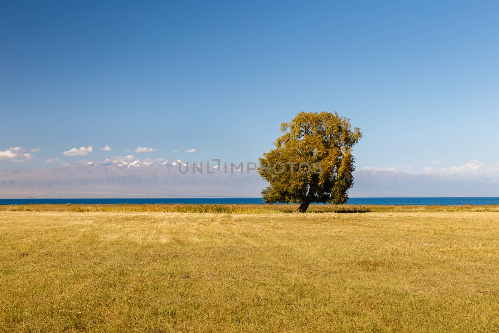 lonely tree on Lake Issyk-kul, tree by the lake on a background of mountains