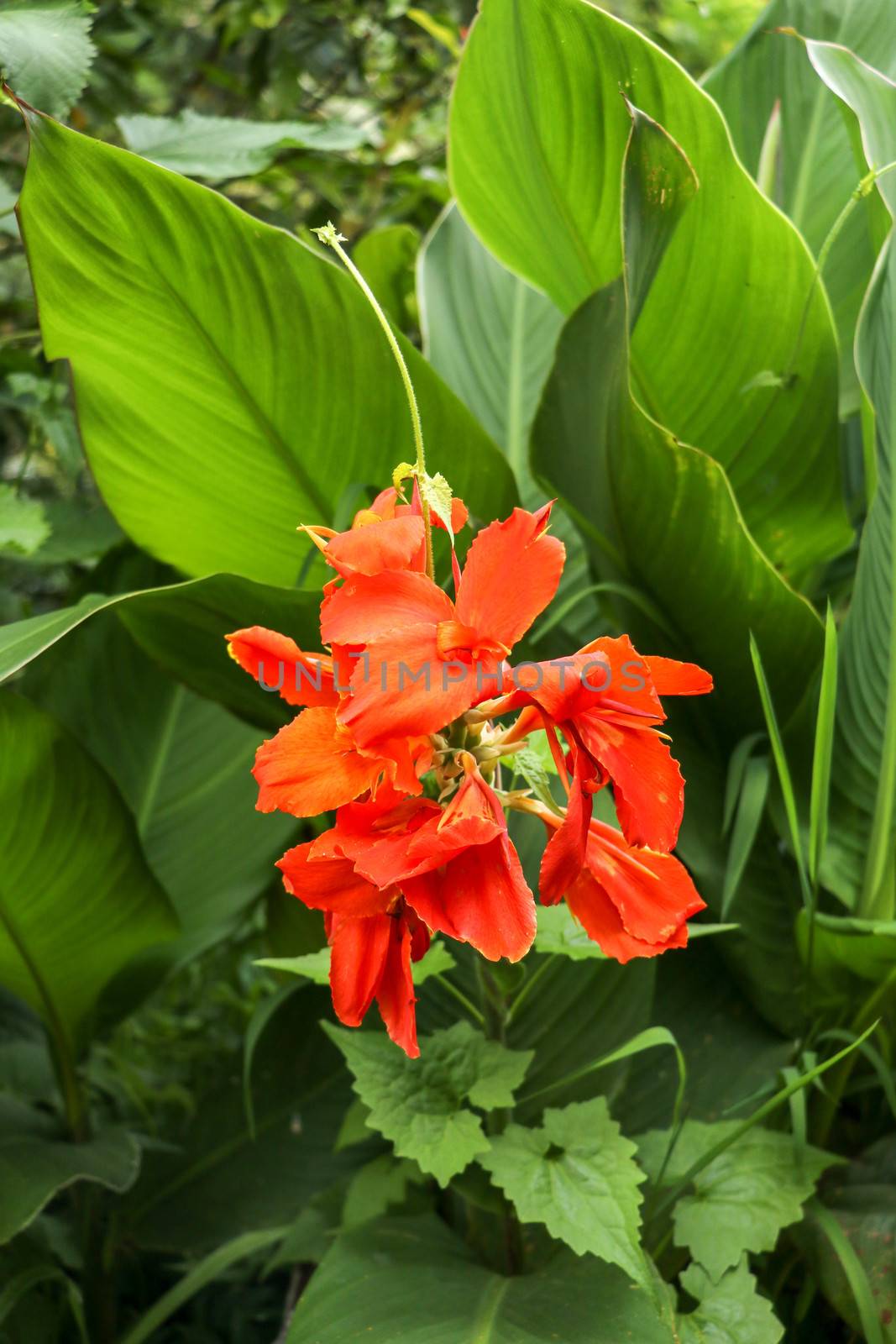 Artistic portrait photo of a orange Canna Indica flower with dark blurry background. Closeup shot of Canna lily or African arrowroot or Edible canna or Purple arrowroot or Sierra Leone arrowroot.