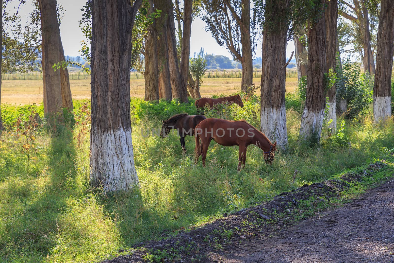 three horses graze between trees near the road by Mieszko9