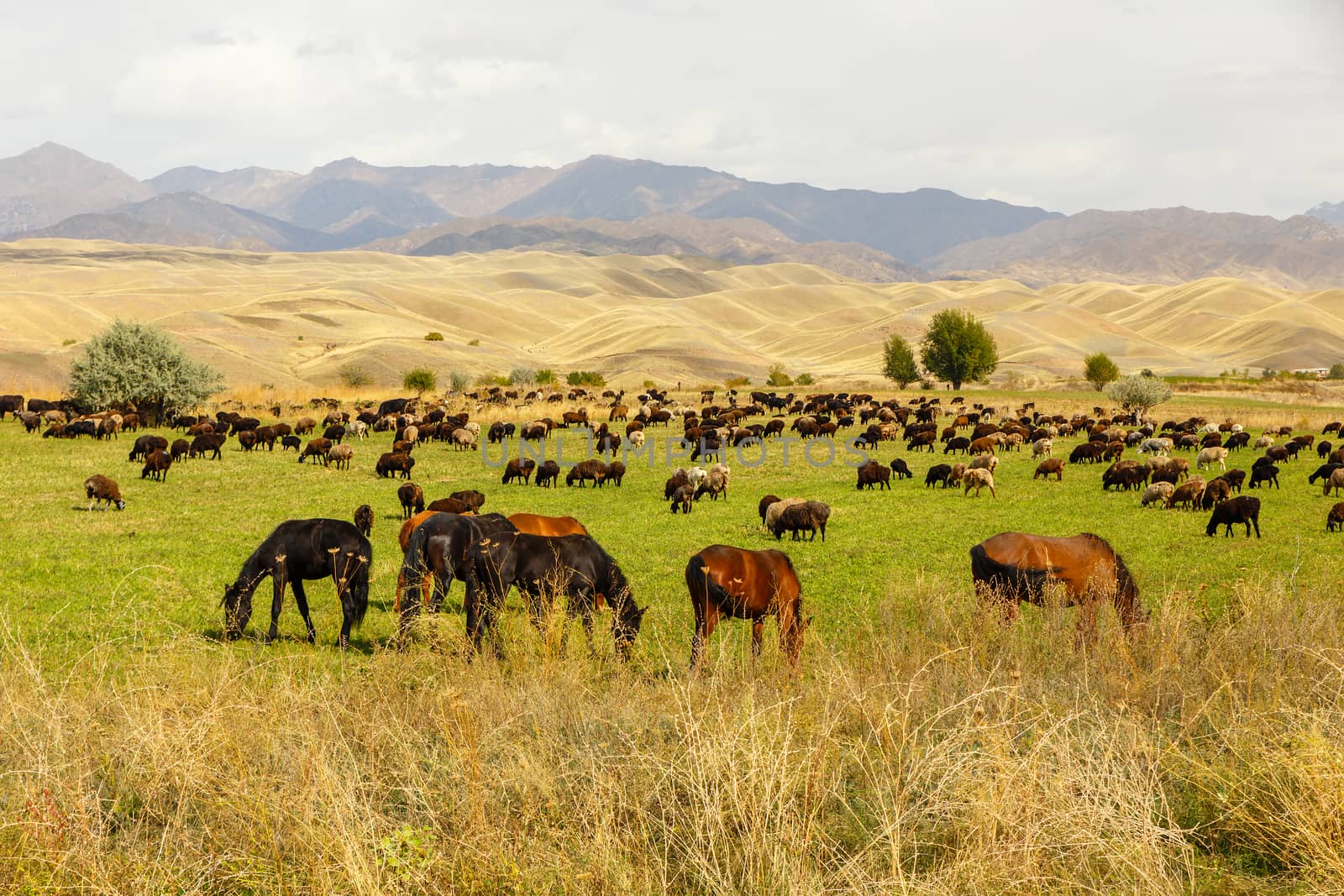 pasture in the mountains by Mieszko9