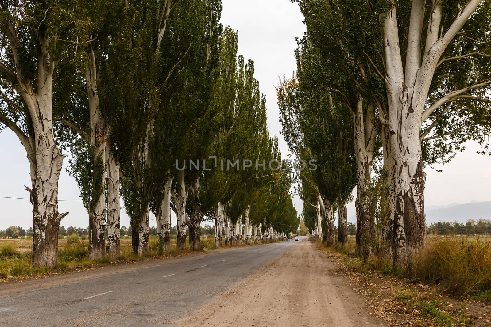 road with poplar trees, Karakol, Kyrgyzstan by Mieszko9