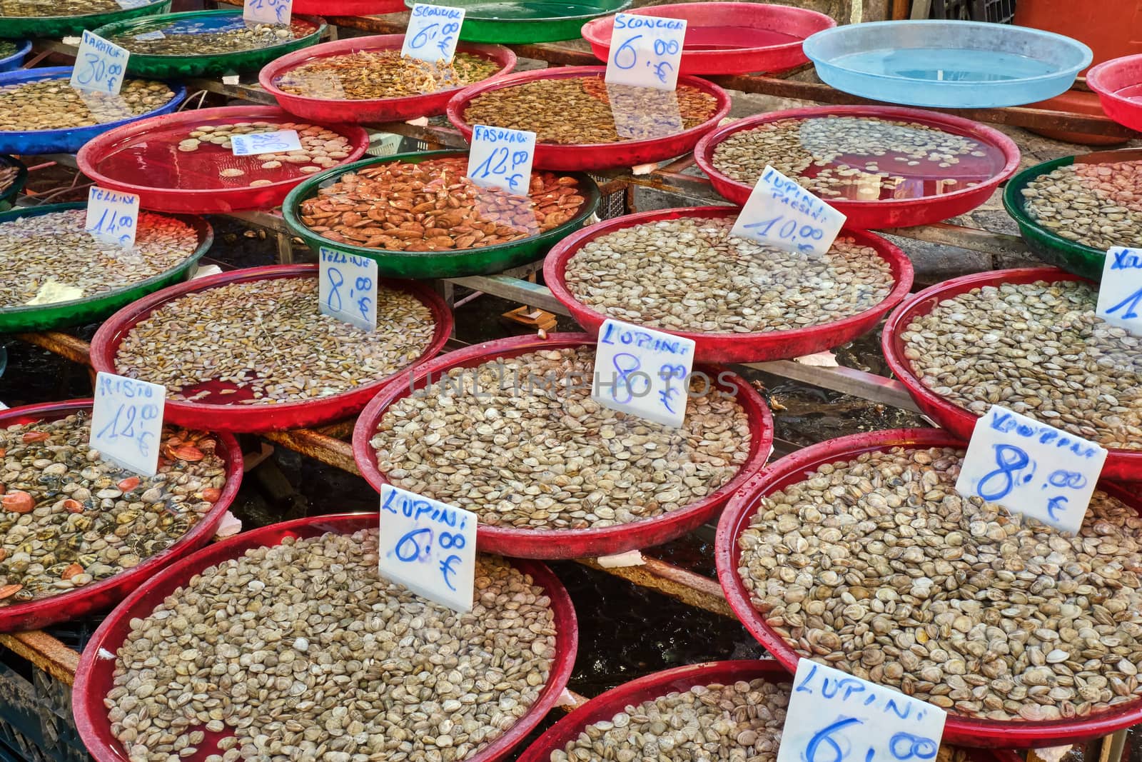 Different kinds of bivalves for sale at a market