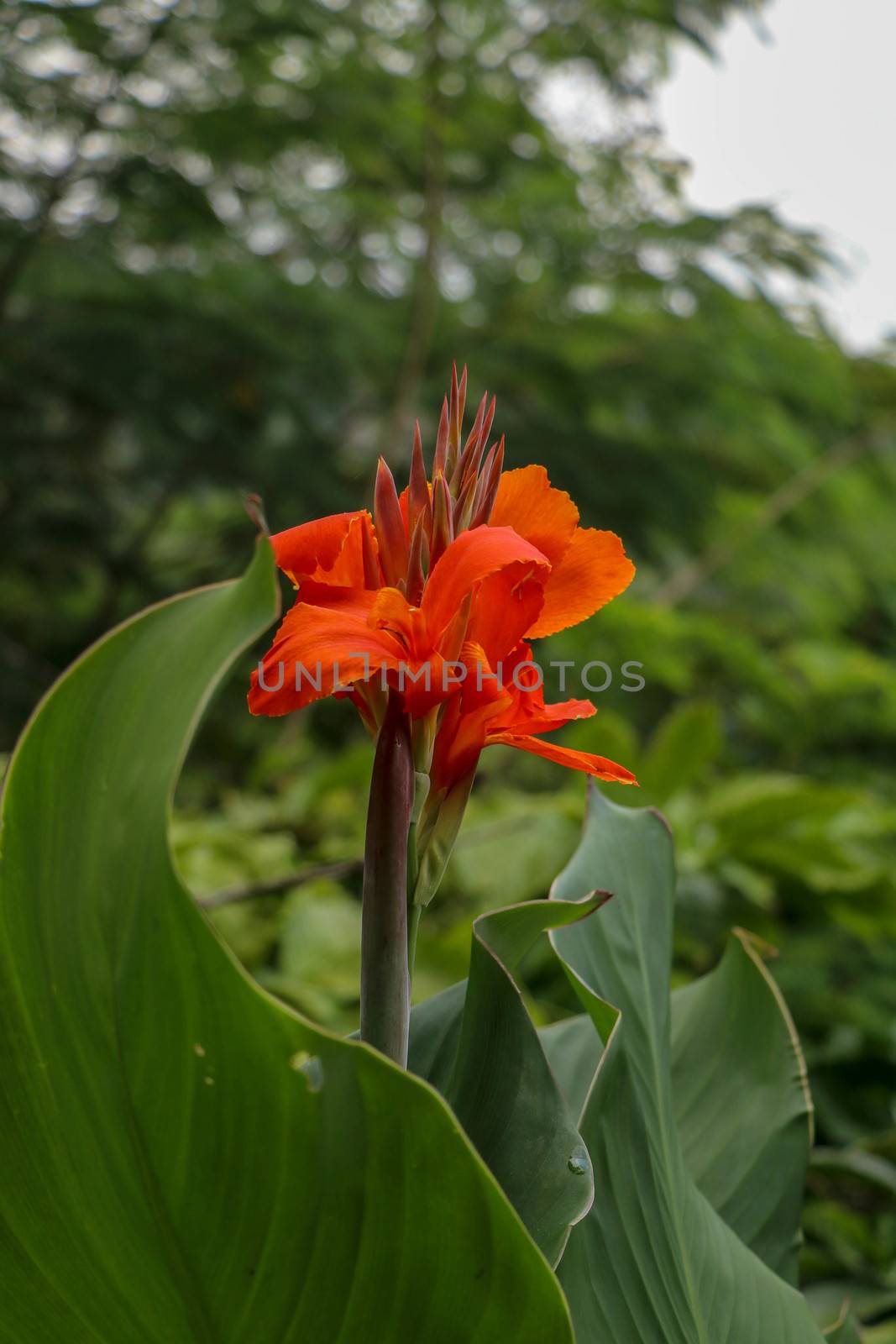 Artistic portrait photo of a orange Canna Indica flower with dark blurry background. Closeup shot of Canna lily or African arrowroot or Edible canna or Purple arrowroot or Sierra Leone arrowroot.