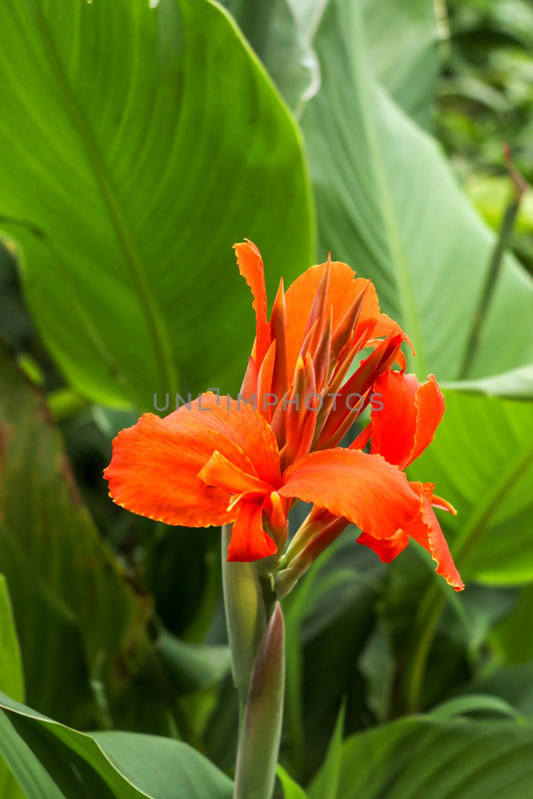 Artistic portrait photo of a orange Canna Indica flower with dark blurry background. Closeup shot of Canna lily or African arrowroot or Edible canna or Purple arrowroot or Sierra Leone arrowroot.