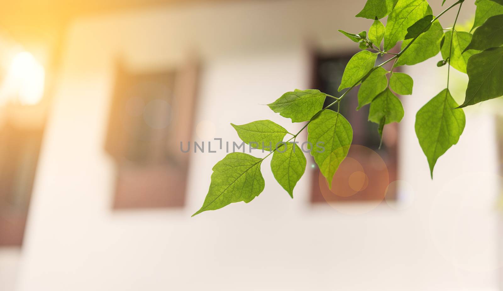 Sun ray on morning pass of the house to little leaves