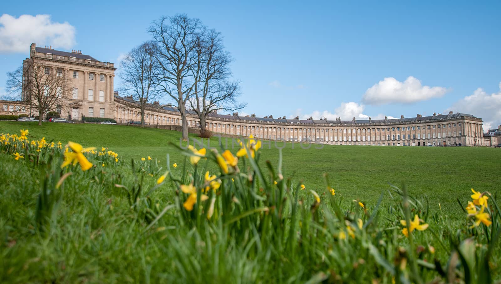 the iconic royal crecent in bath is the backdrop against the early spring daffodils