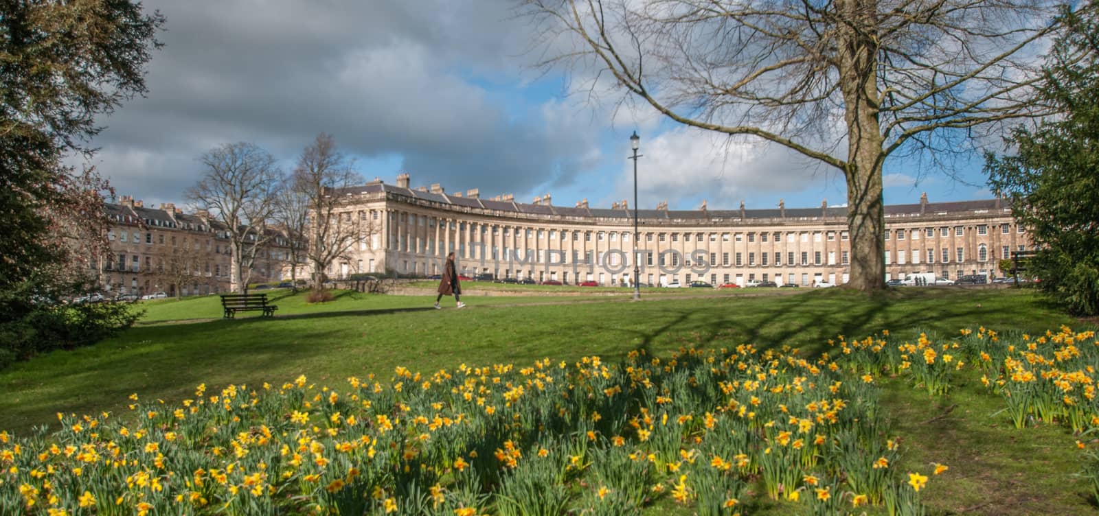 the iconic royal crecent in bath is the backdrop against the early spring daffodils