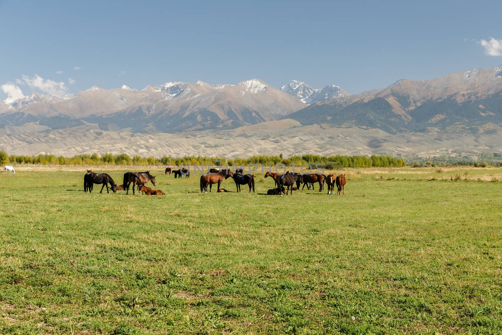 pasture in the mountains, herd of horses in the pasture, Kyrgyzstan, Issyk-Kul Region
