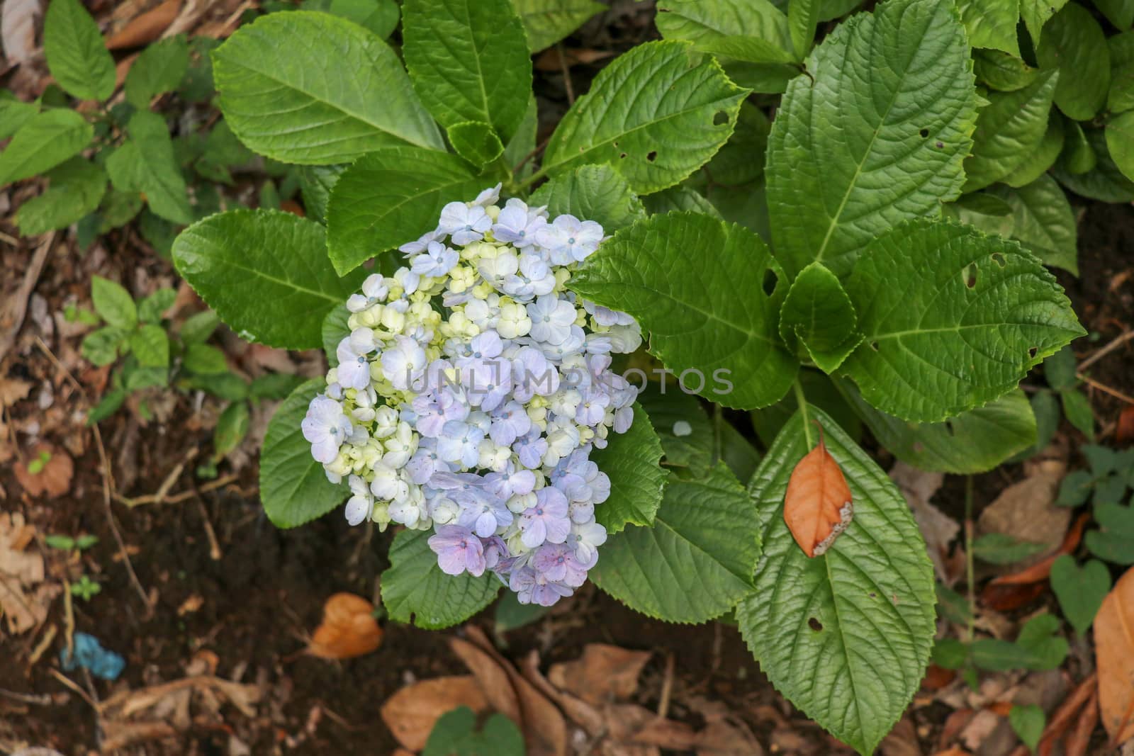 Selective focus on beautiful bush of blooming blue, purple Hydrangea or Hortensia flowers Hydrangea macrophylla and green leaves under the sunlight in summer. Nature background.