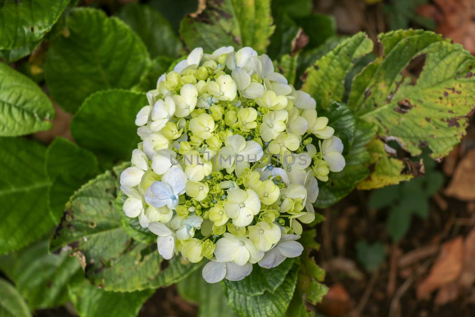 Hydrangea macrophylla - Beautiful bush of hydrangea flowers in the garden. Hydrangea, soft focus. Beautiful floral white background. Beautiful white flowers. Shallow depth of field.