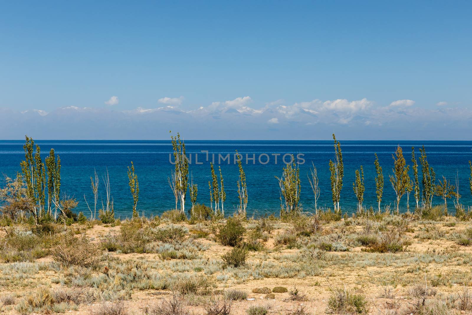 Lake Issyk-kul, Kyrgyzstan, the largest lake in Kyrgyzstan, young poplar trees ashore