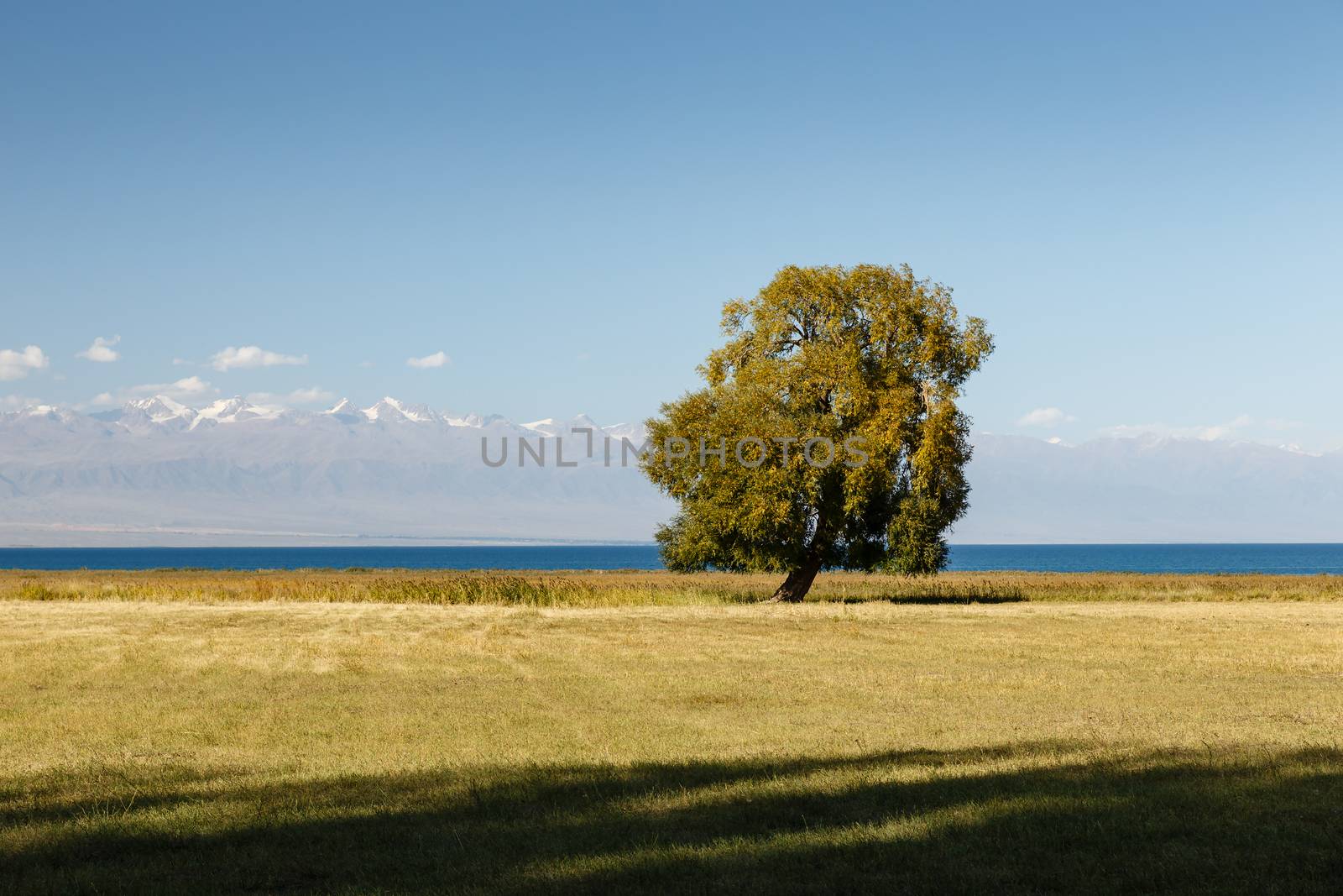 lonely deciduous tree on the shore of Lake Issyk-Kul, southern shore