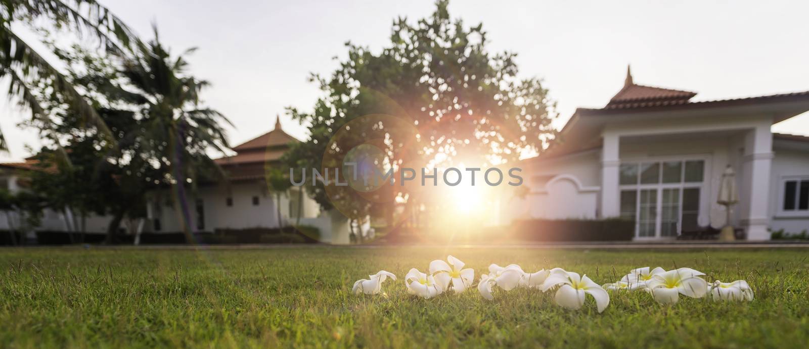 plumeria tropical spa flower in garden Village