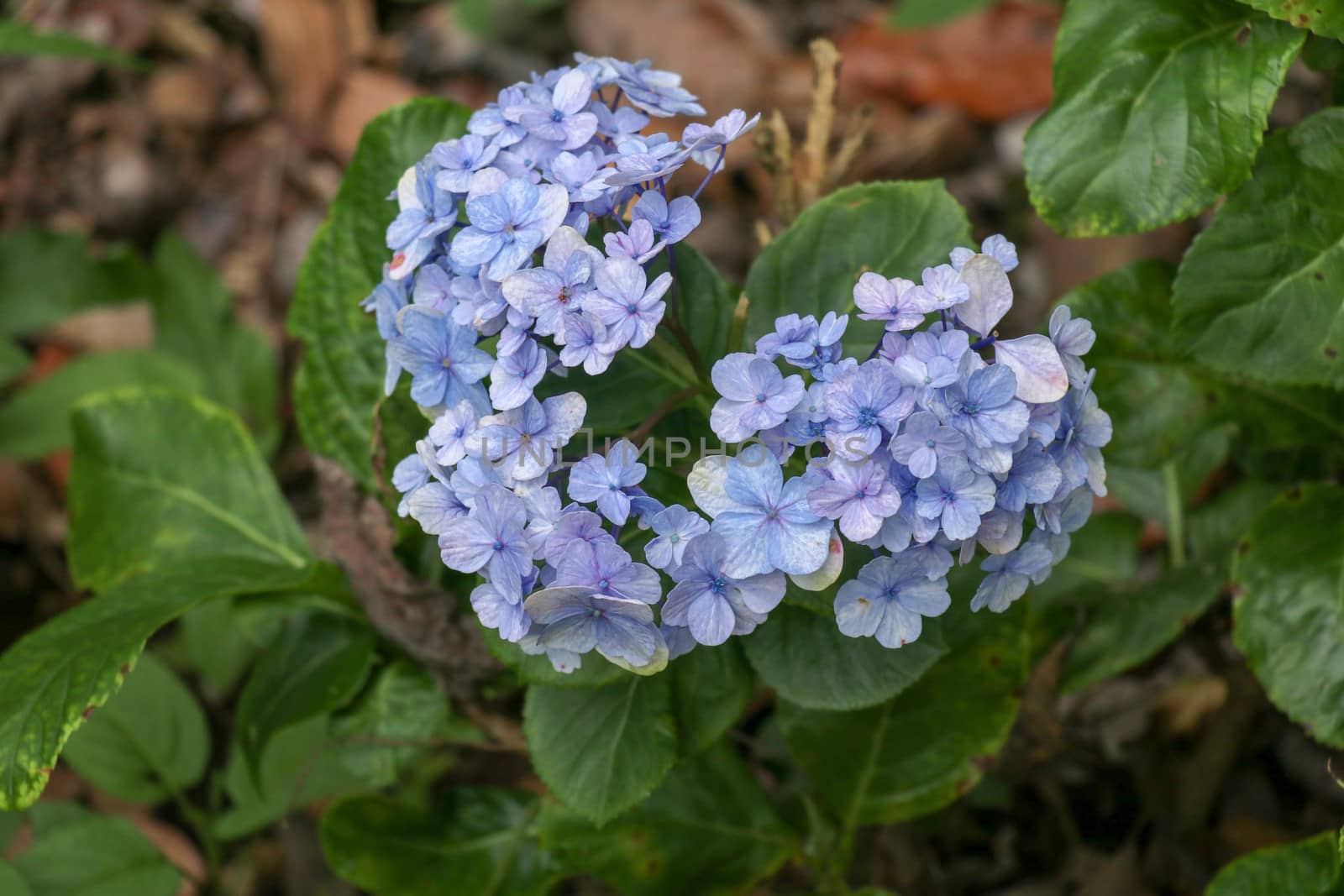 Beautiful blue Hydrangea close up. Artistic natural background. flower in bloom in spring. Closeup of blue hortensia flower. Bunch of blue blooming hydrangea flowers in the spring sunshine