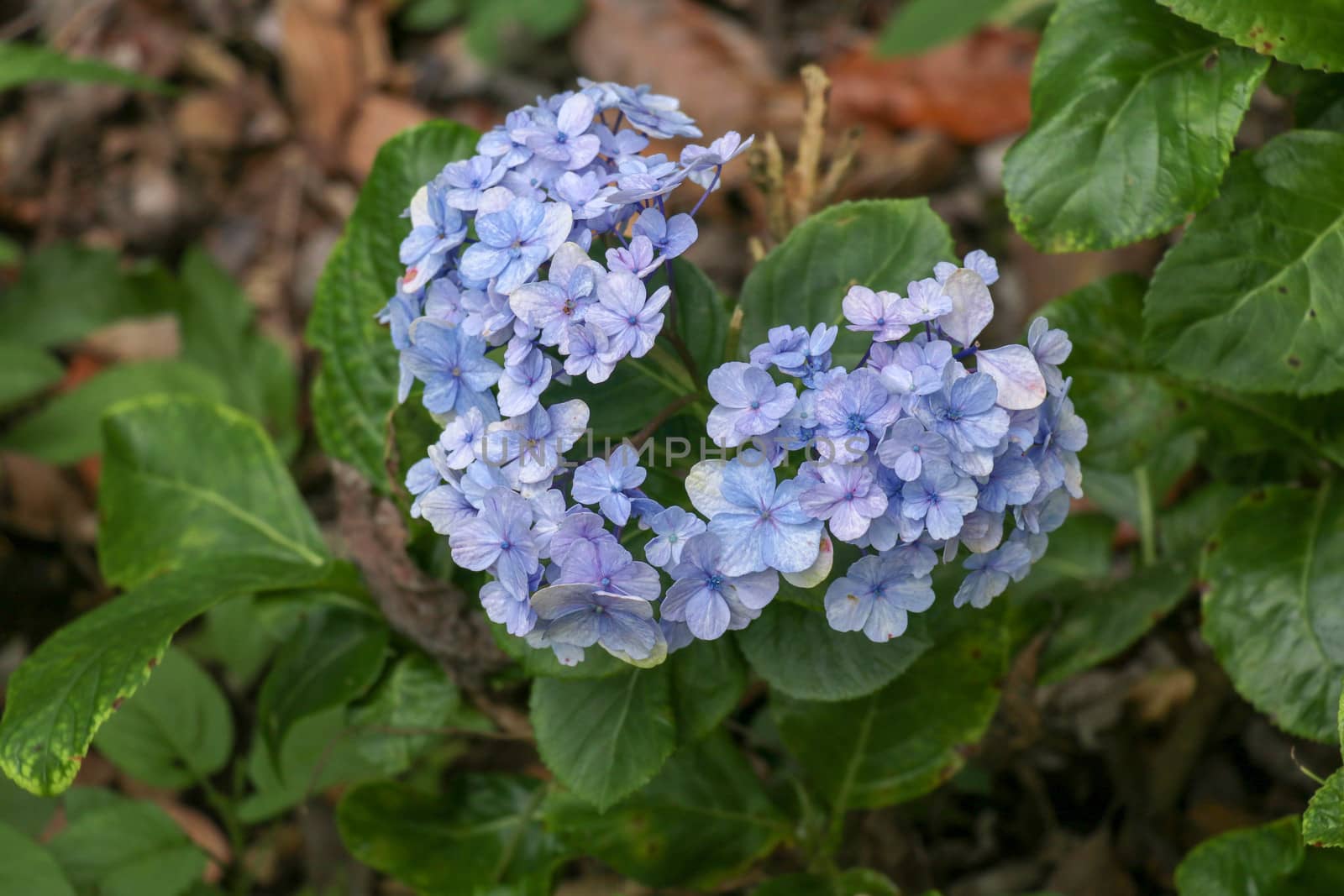 Beautiful blue Hydrangea close up. Artistic natural background. flower in bloom in spring. Closeup of blue hortensia flower. Bunch of blue blooming hydrangea flowers in the spring sunshine