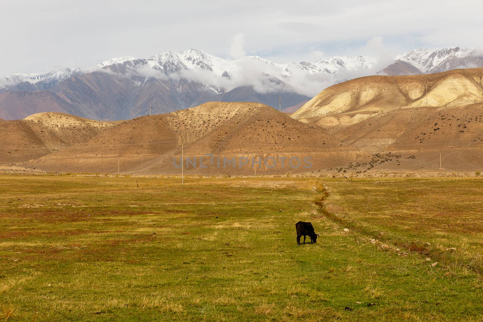 cow grazes in a meadow near the mountains by Mieszko9