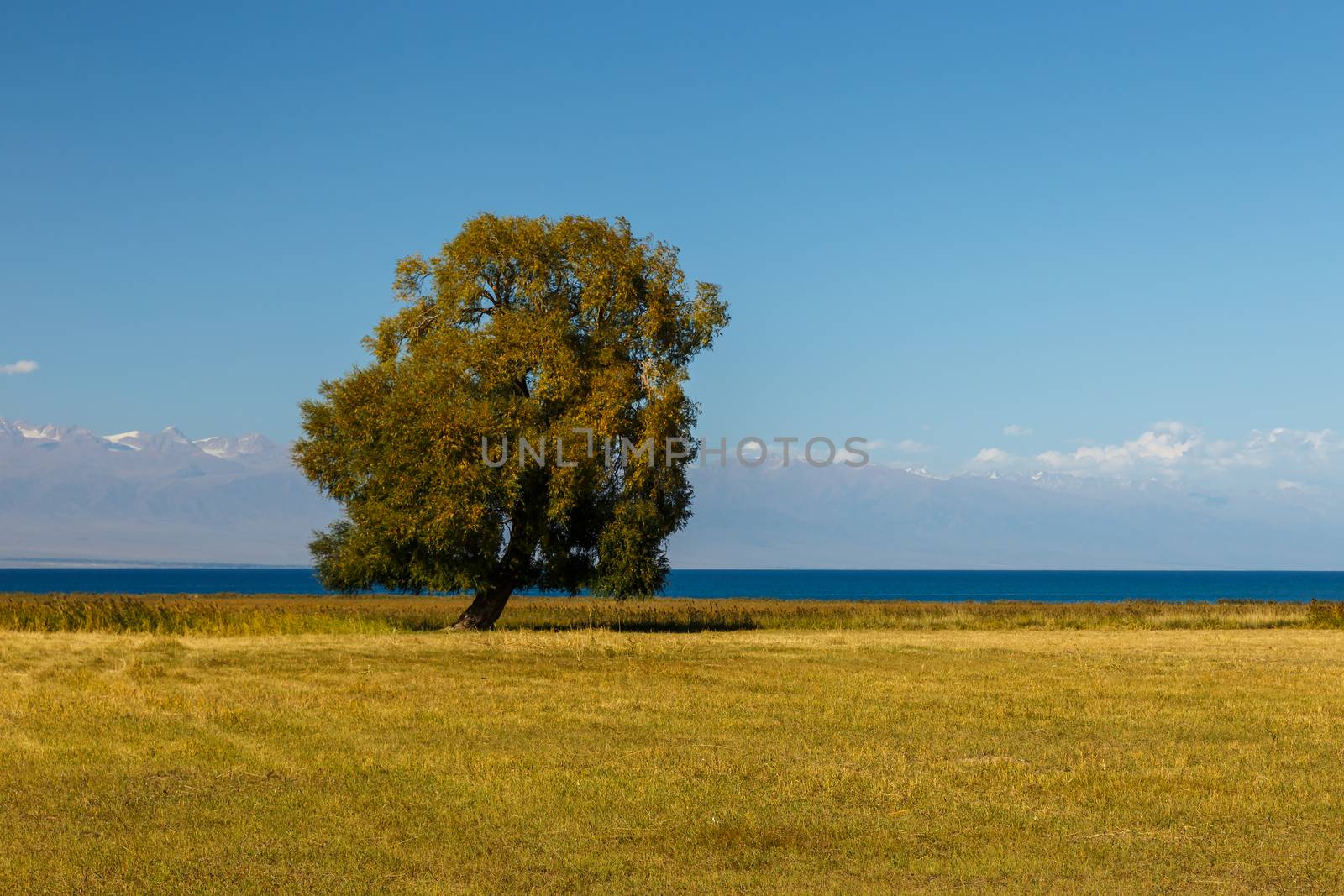 lonely tree, Lake Issyk-kul, tree by the lake on a background of mountains