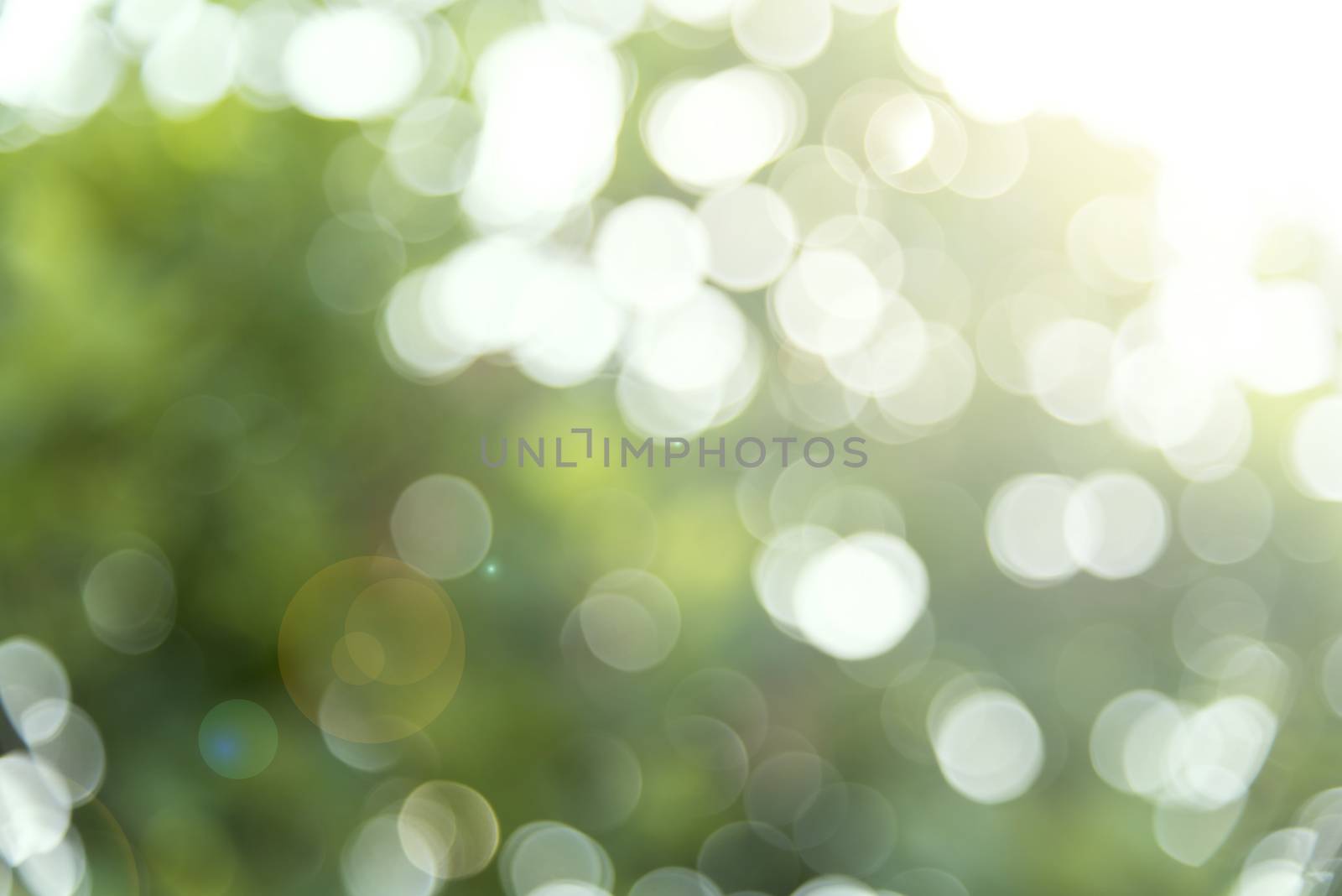 Green summer bokeh ray of light use for background