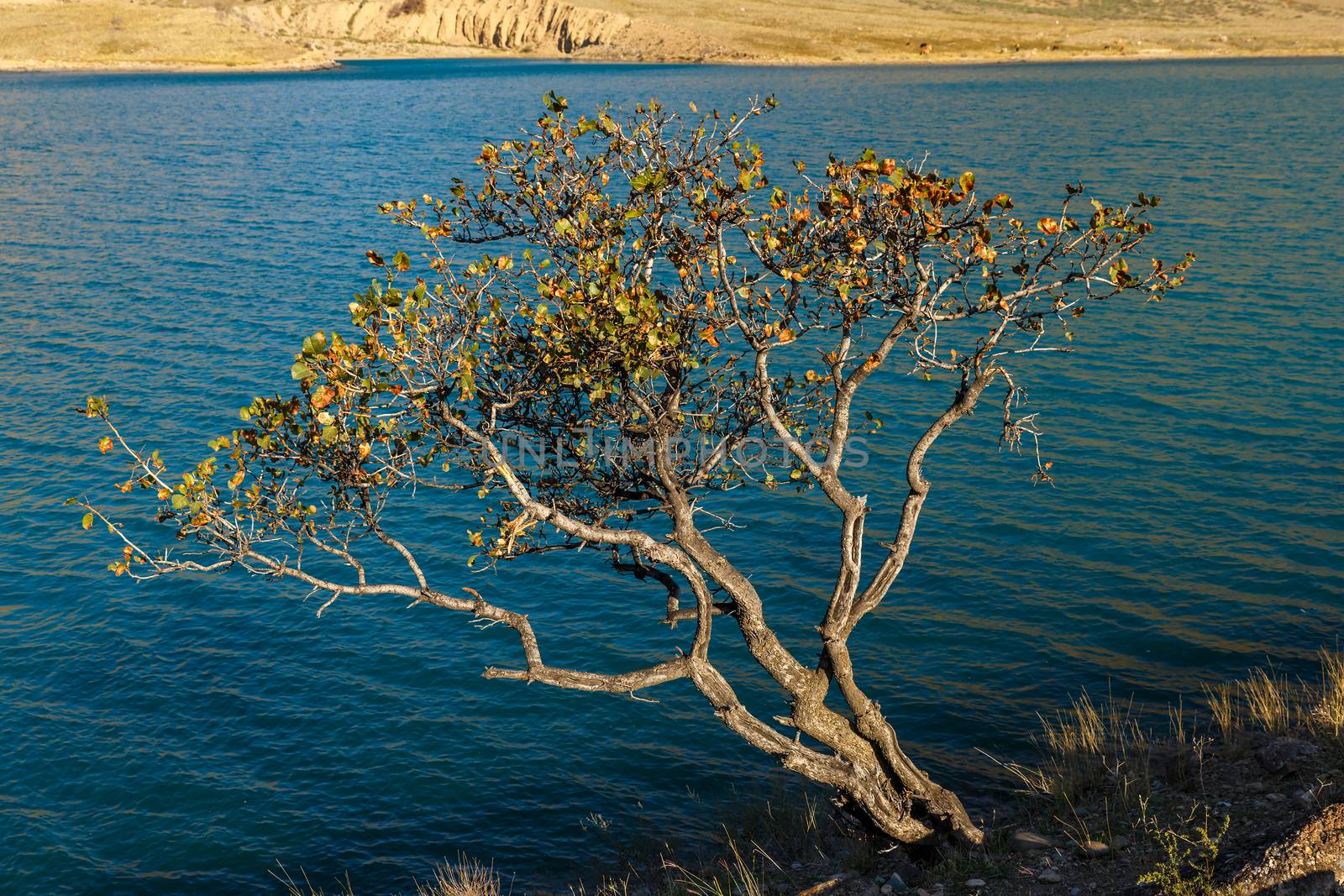 lonely tree on the bank, Naryn river, The Naryn River in the Tian Shan mountains, Kyrgyzstan.