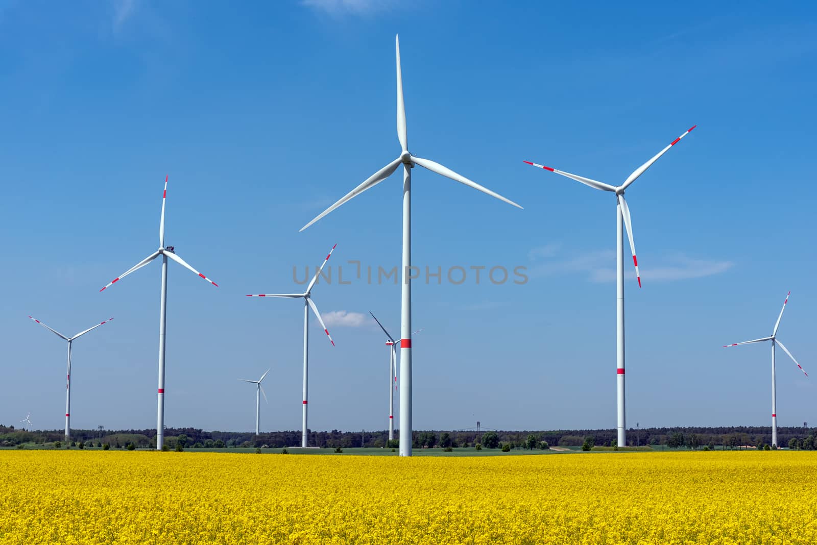 Wind wheels and a flowering canola field seen in Germany