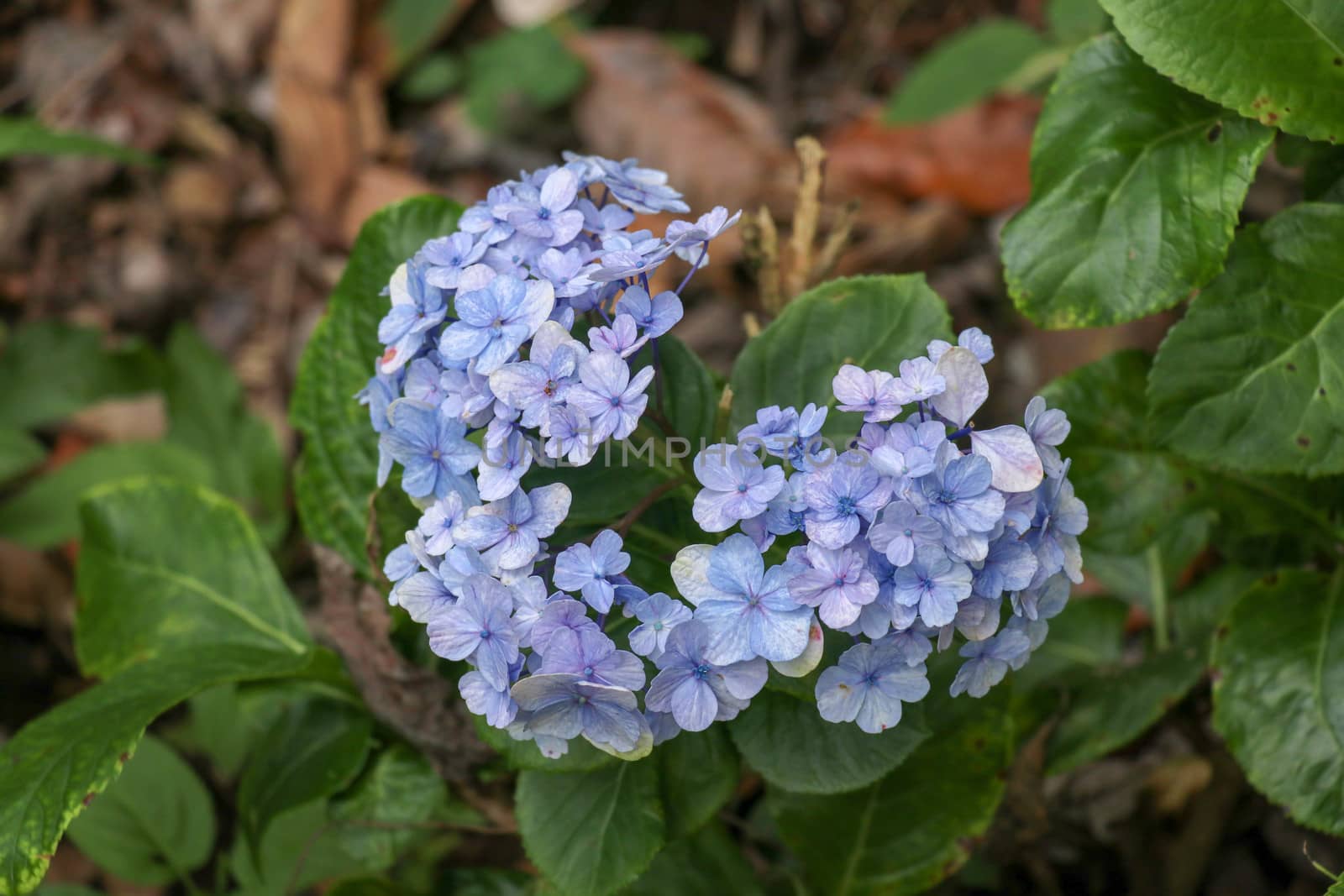 Beautiful blue Hydrangea close up. Artistic natural background. flower in bloom in spring. Closeup of blue hortensia flower. Bunch of blue blooming hydrangea flowers in the spring sunshine