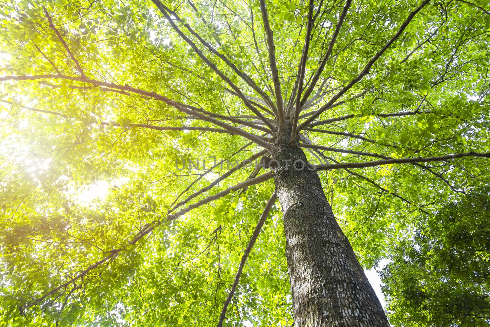 Green concept. Top tree with green Leaves shot from below and sun light.