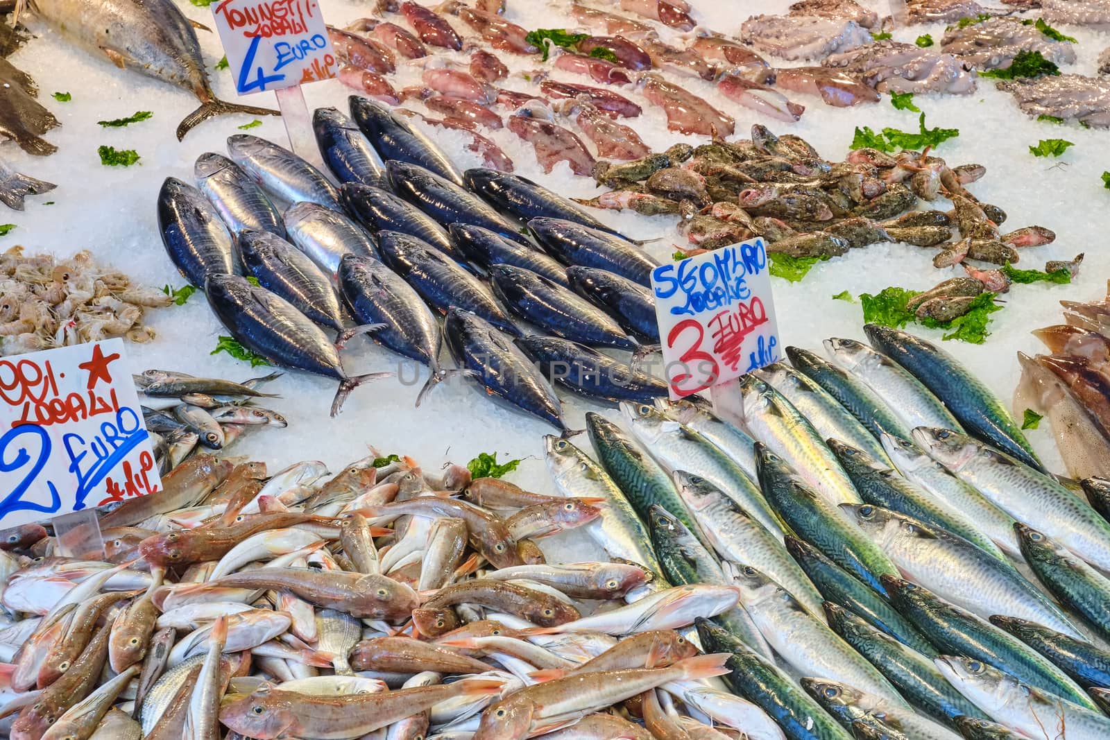 Fresh fish and seafood on display at a market