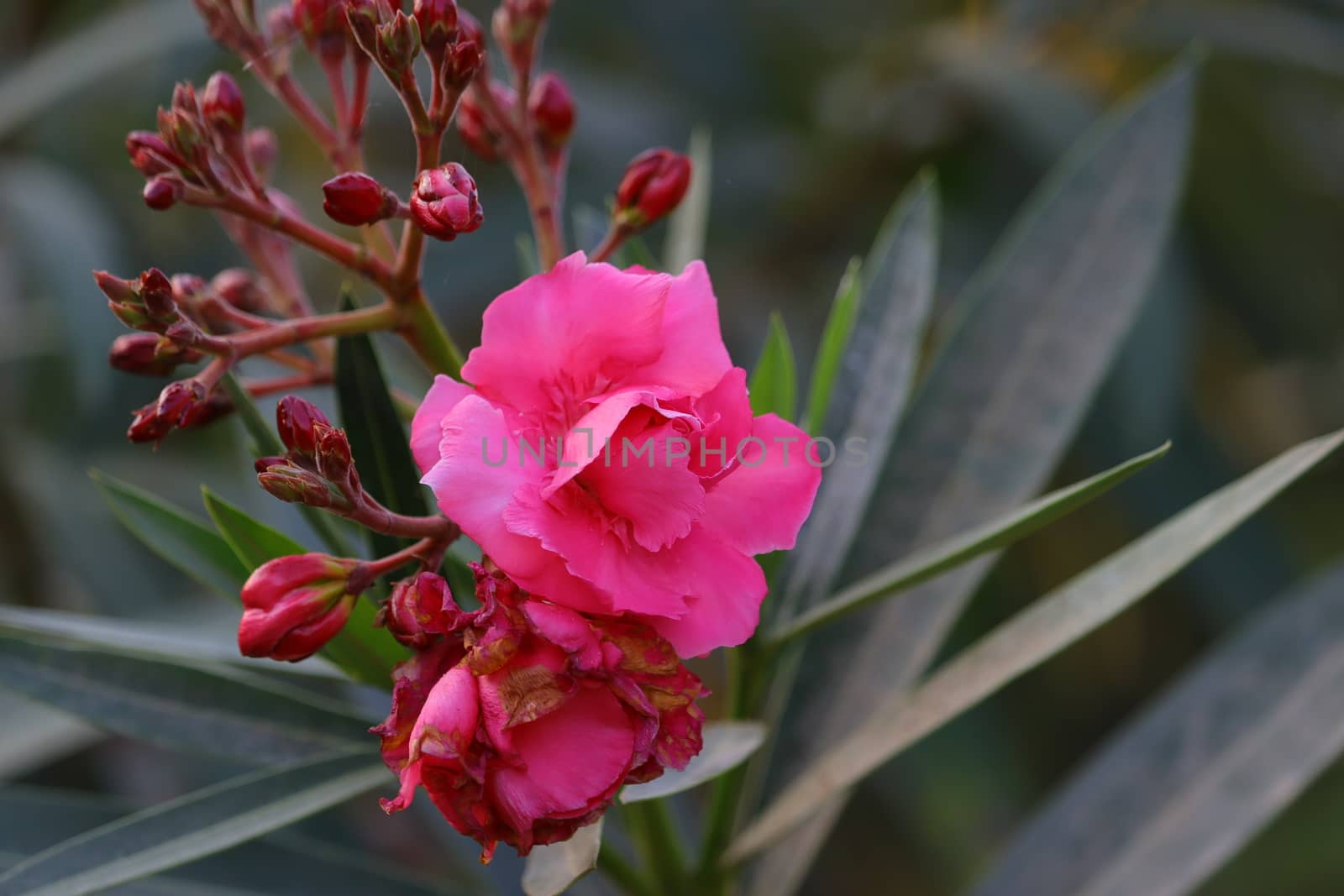 pink oleander flower hd image , free pink oleander flower