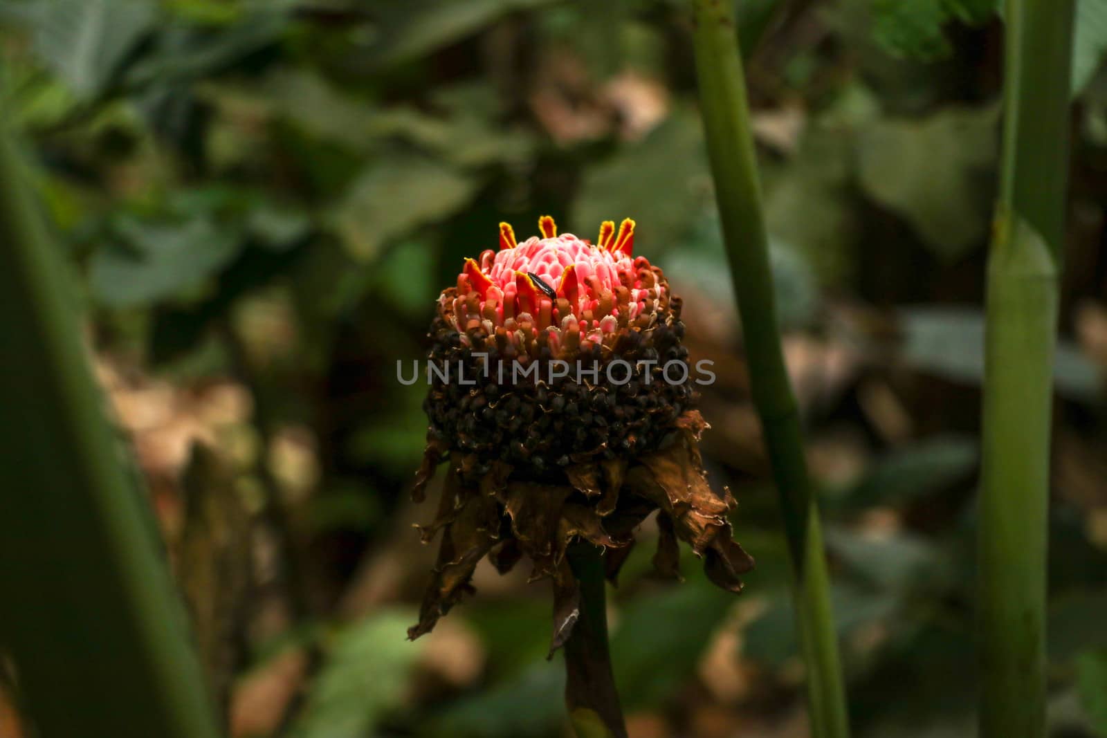 Etlingera elatior RED TORCH GINGER flower. The beautiful exotic ginger plant that gets unique red flowers and great green foliage. It is a species of herbaceous perennial plant and Botanical synonyms.